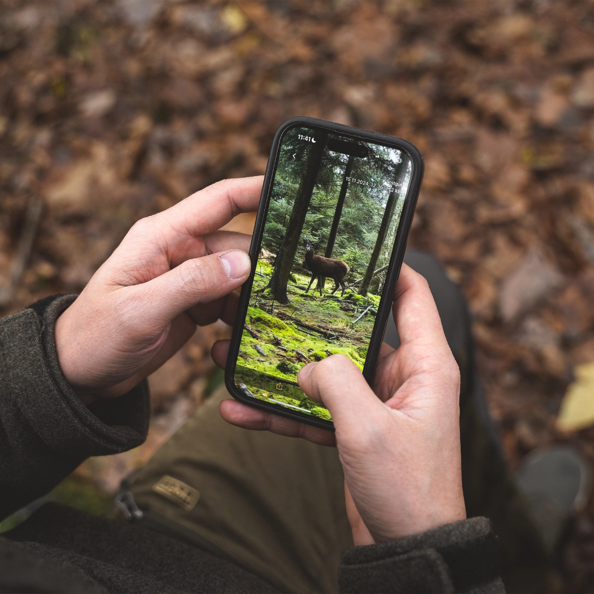 Smartphone in Händen zeigt Hirsch im Wald, Aufnahme von Seissiger Wildkamera in Supersim App.