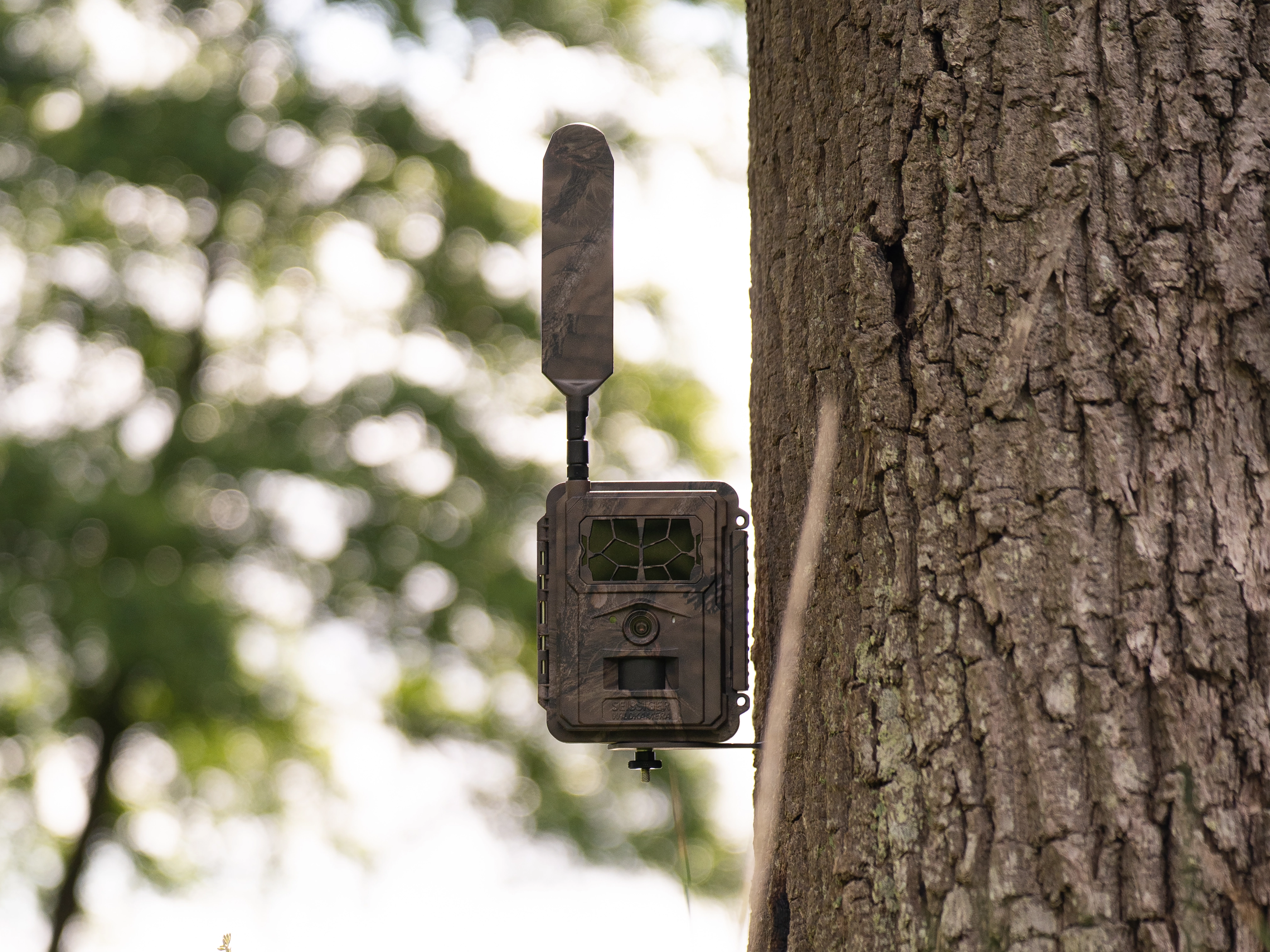 SEISSIGER Pro-Cam LTE SUPERSIM-Edition am Baum befestigt