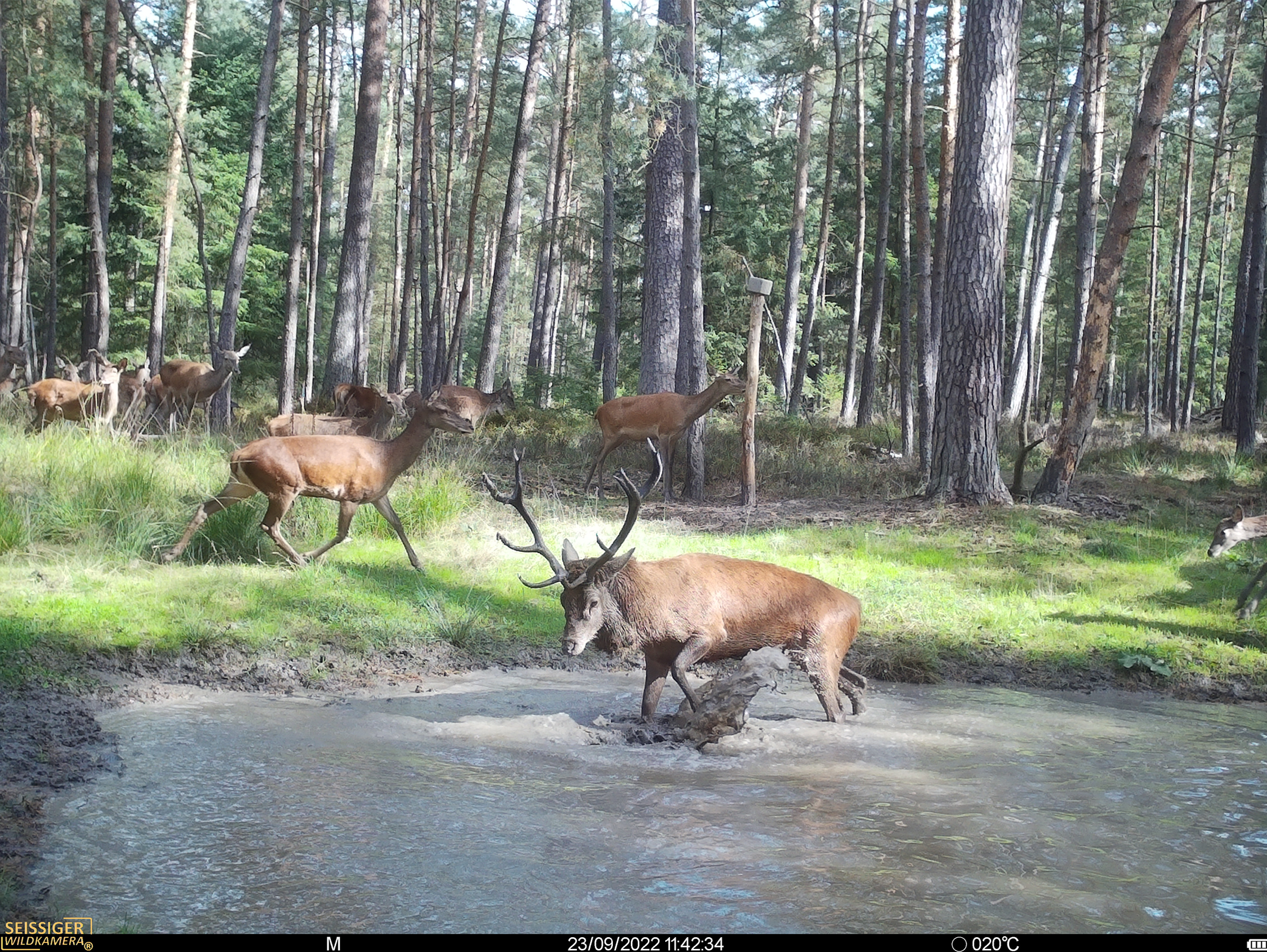 Rothirsch mit großem Geweih steht in schlammiger Wasserstelle im Wald, weitere Hirsche im Hintergrund.
