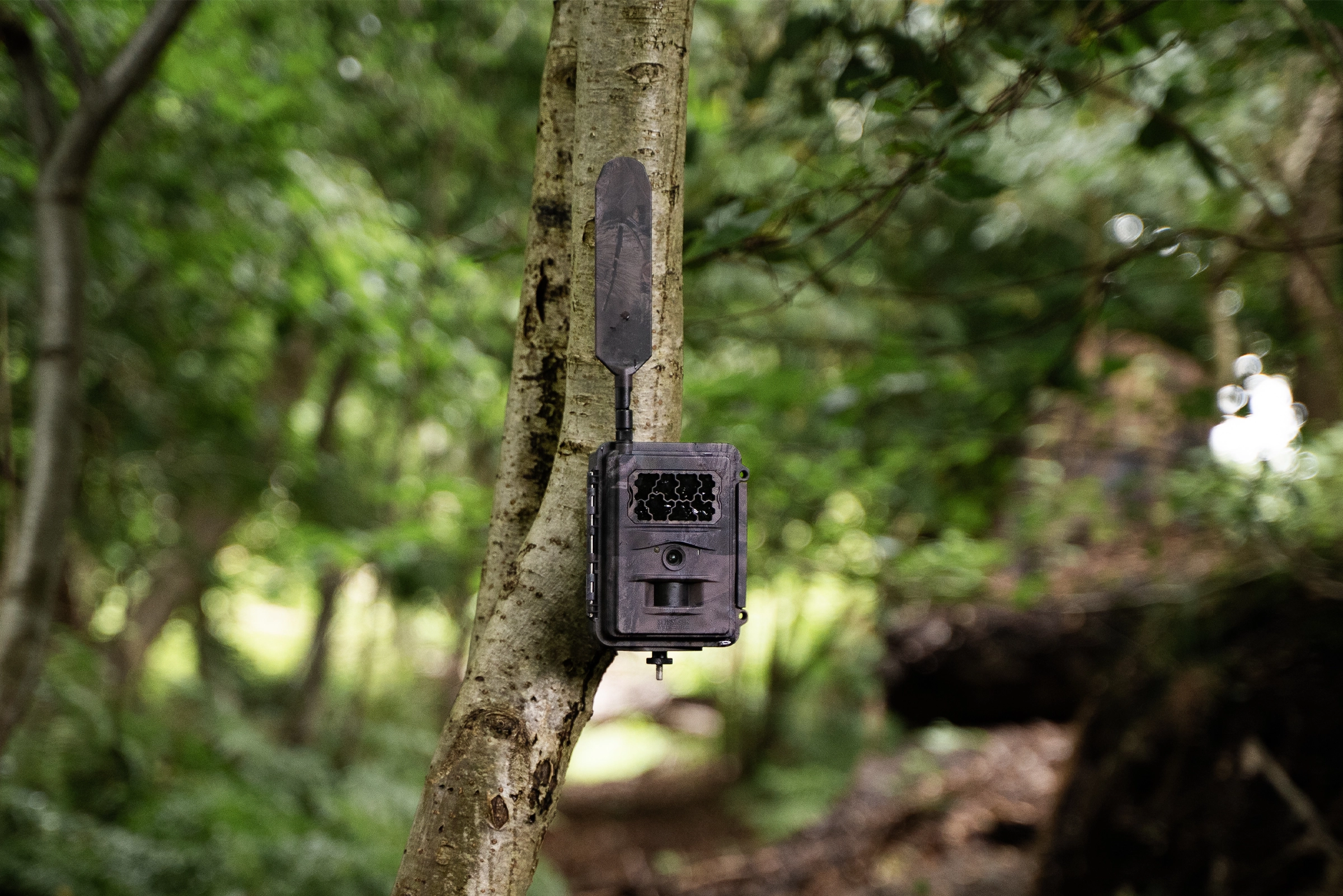 Seissiger Wildkamera in Camouflage-Design an Baumstamm im Wald befestigt, mit länglicher Antenne nach oben, umgeben von grünem Laub und Bäumen, Laubboden, diffuses Tageslicht, überwacht den Bereich vor dem Baum.