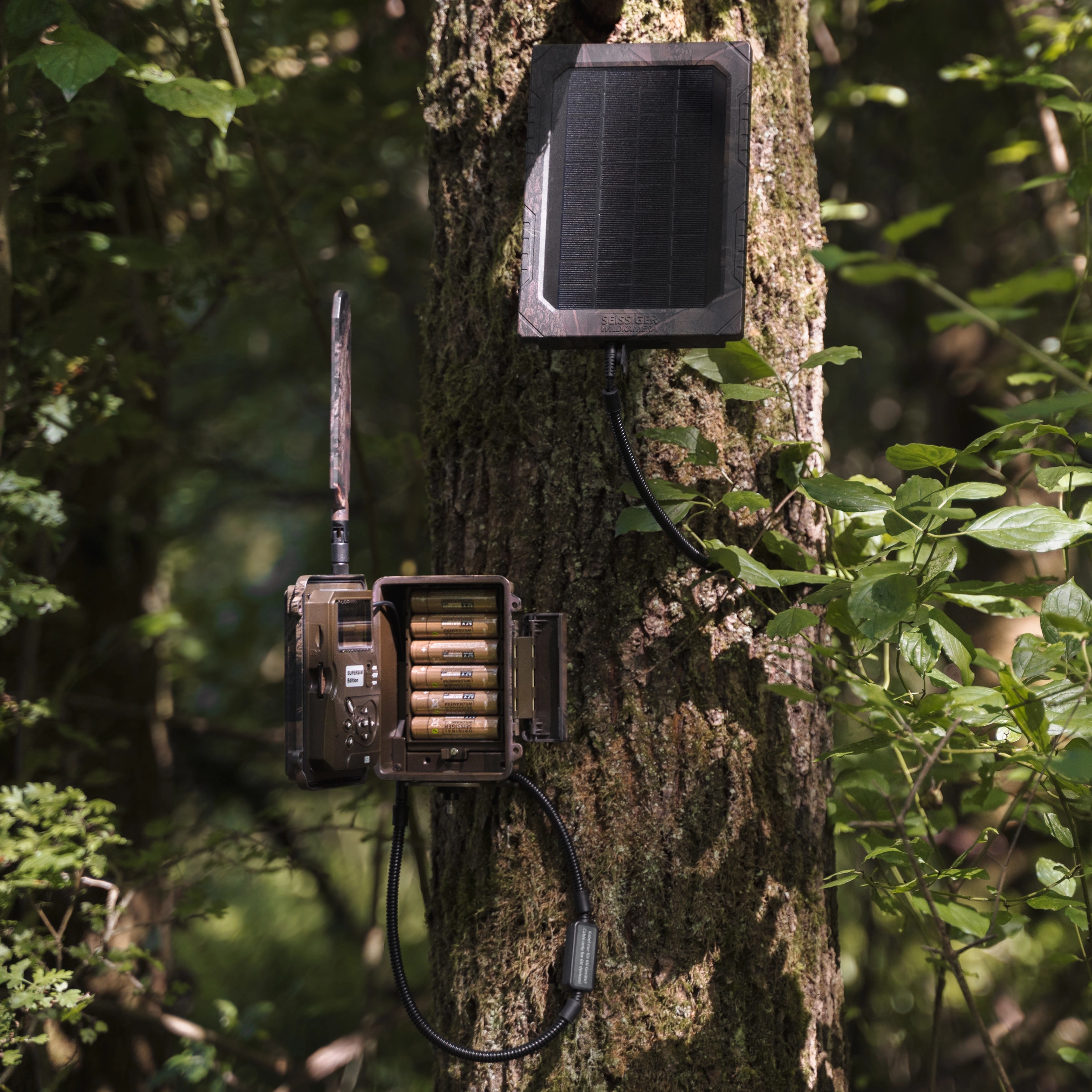 Seissiger Wildkamera mit geöffnetem Akku-Fach und angeschlossenem Solarpanel an einem Baum im Wald