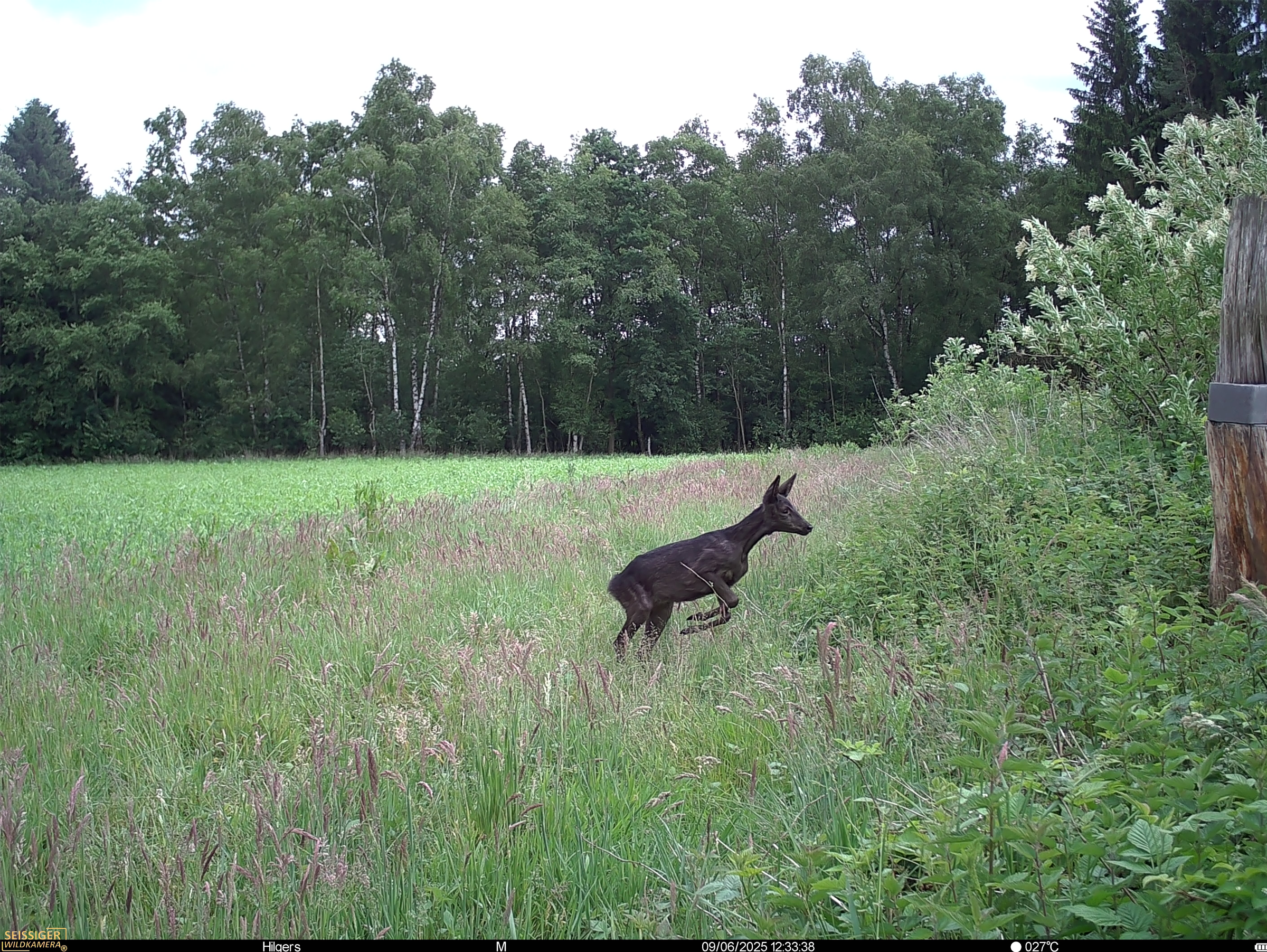 Schwarzes Reh springt am Rand einer Wiese mit hohem Gras, Bäume und Sträucher im Hintergrund.