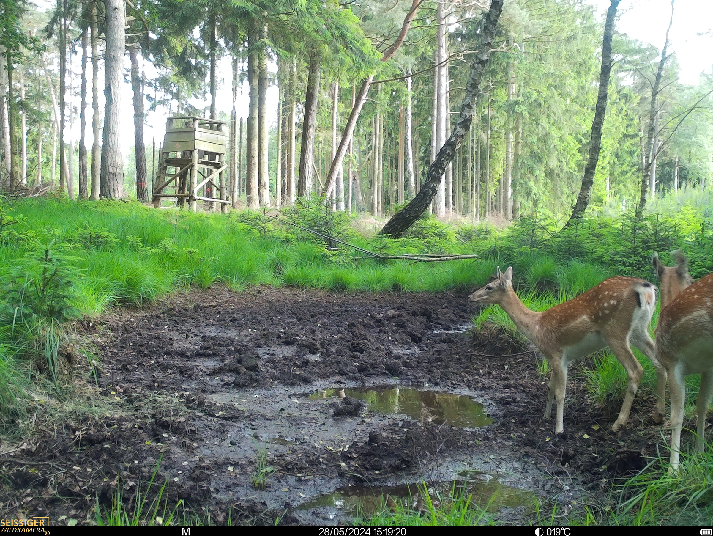 Zwei Damhirsche an schlammiger Suhle im Wald, Hochsitz im Hintergrund, Seissiger Wildkamera mit Bildstempel.