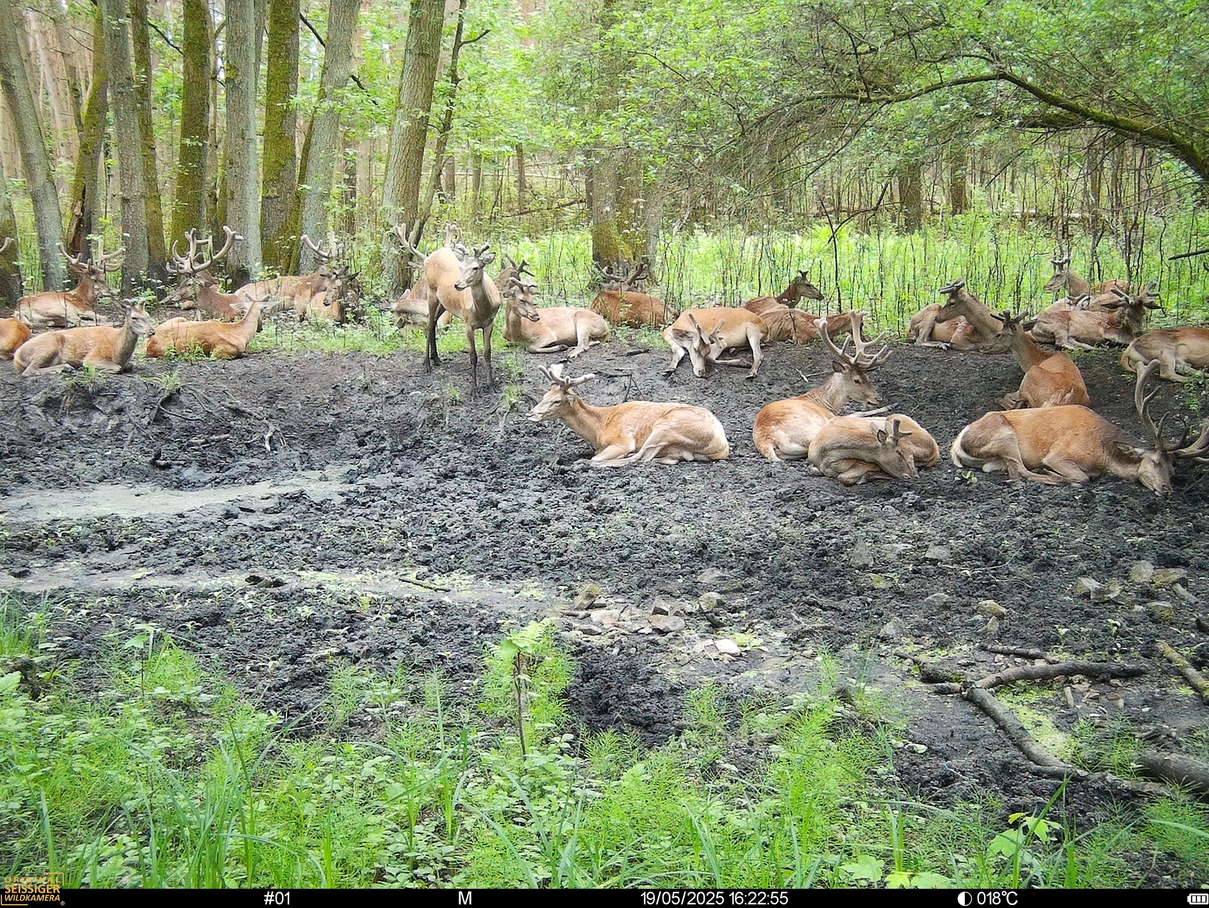 Rehe und Hirsche auf matschiger Waldlichtung, aufgenommen von Seissiger Wildkamera mit Bildstempel unten.