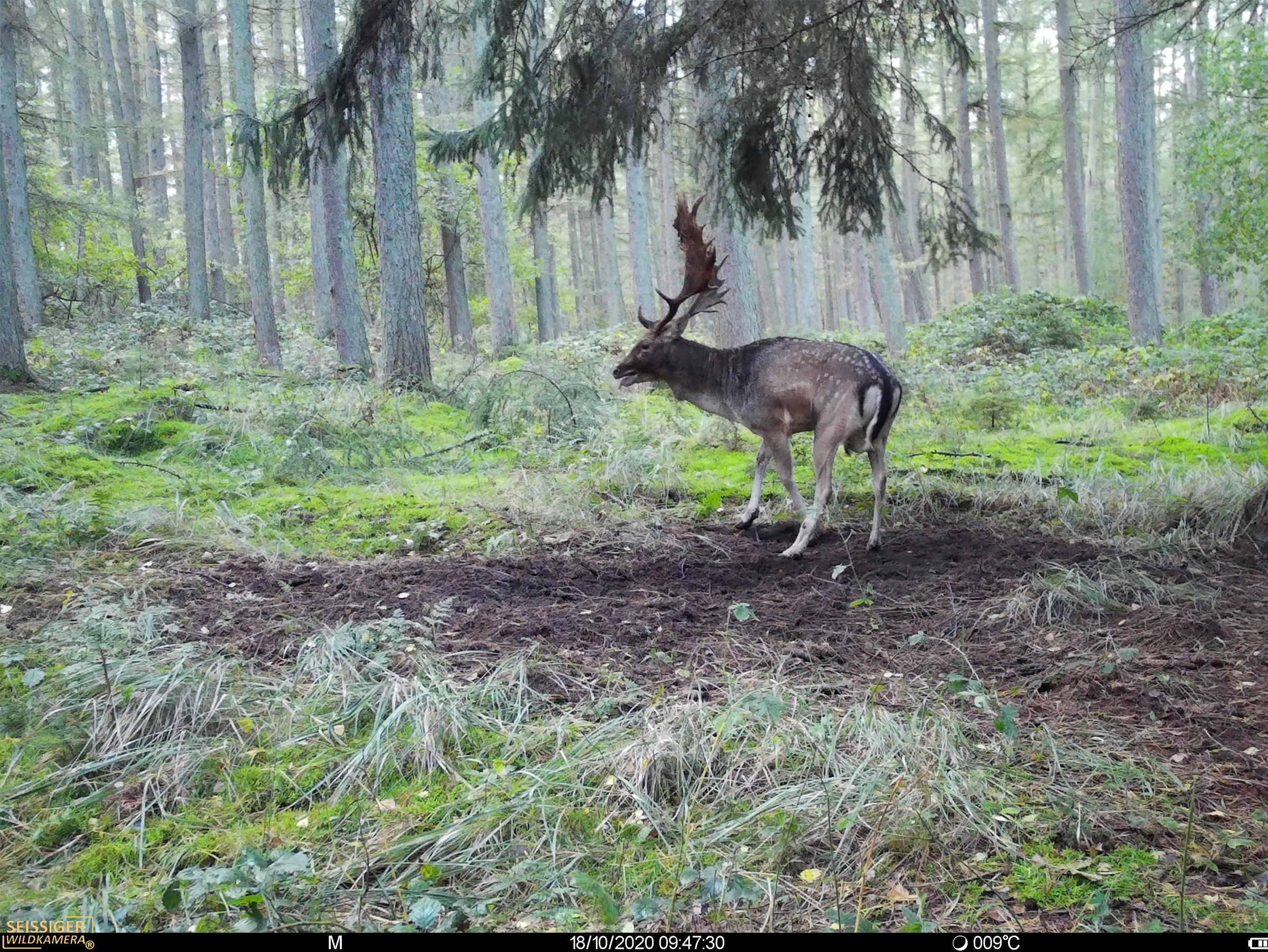 Damhirsch auf moosbedecktem Waldboden unter Nadelbäumen, Seissiger Wildkamera-Aufnahme mit Bildstempel.