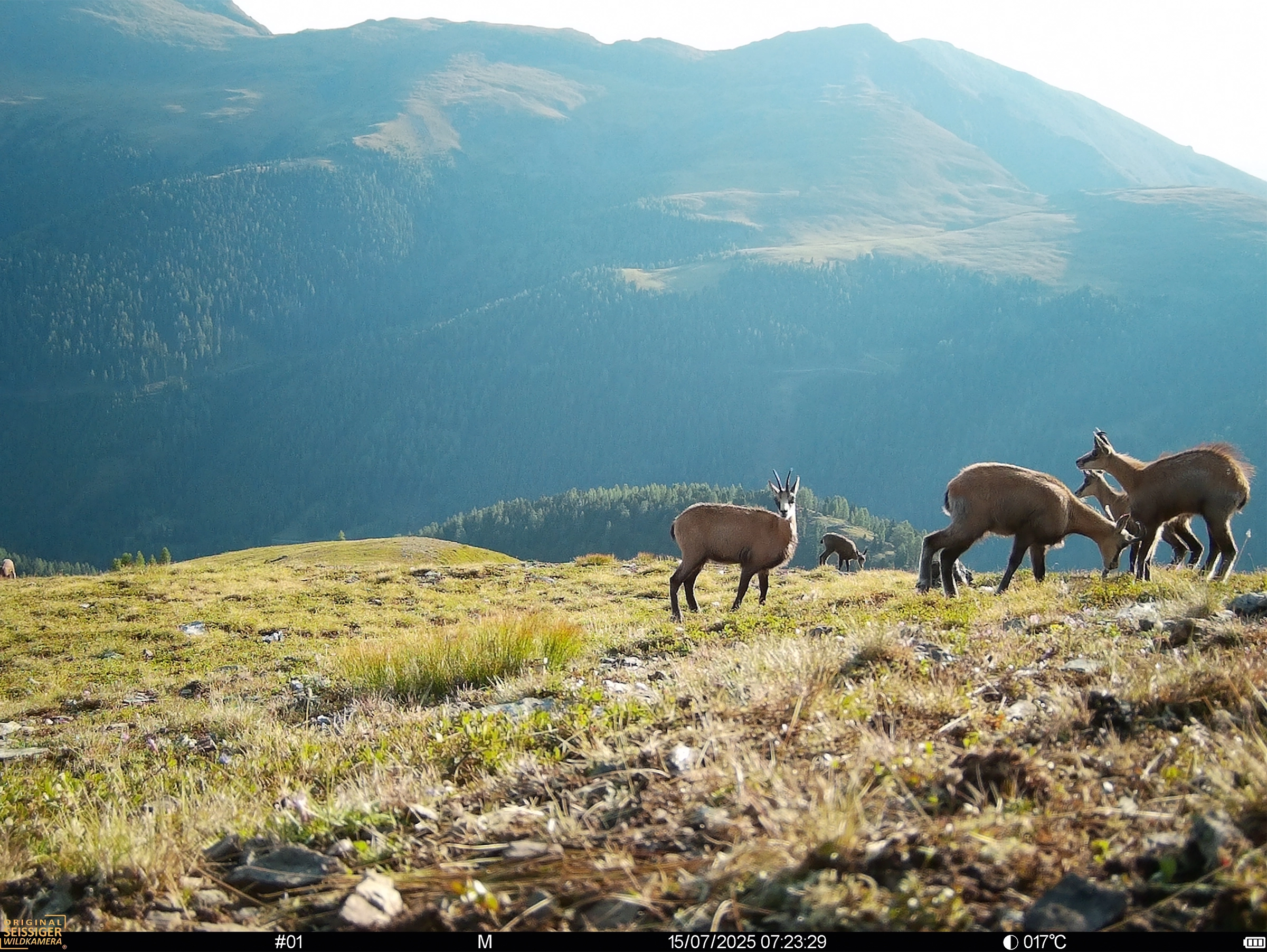 Gämsen auf Bergwiese mit bewaldeten Bergen im Hintergrund, Seissiger Wildkamera-Aufnahme.